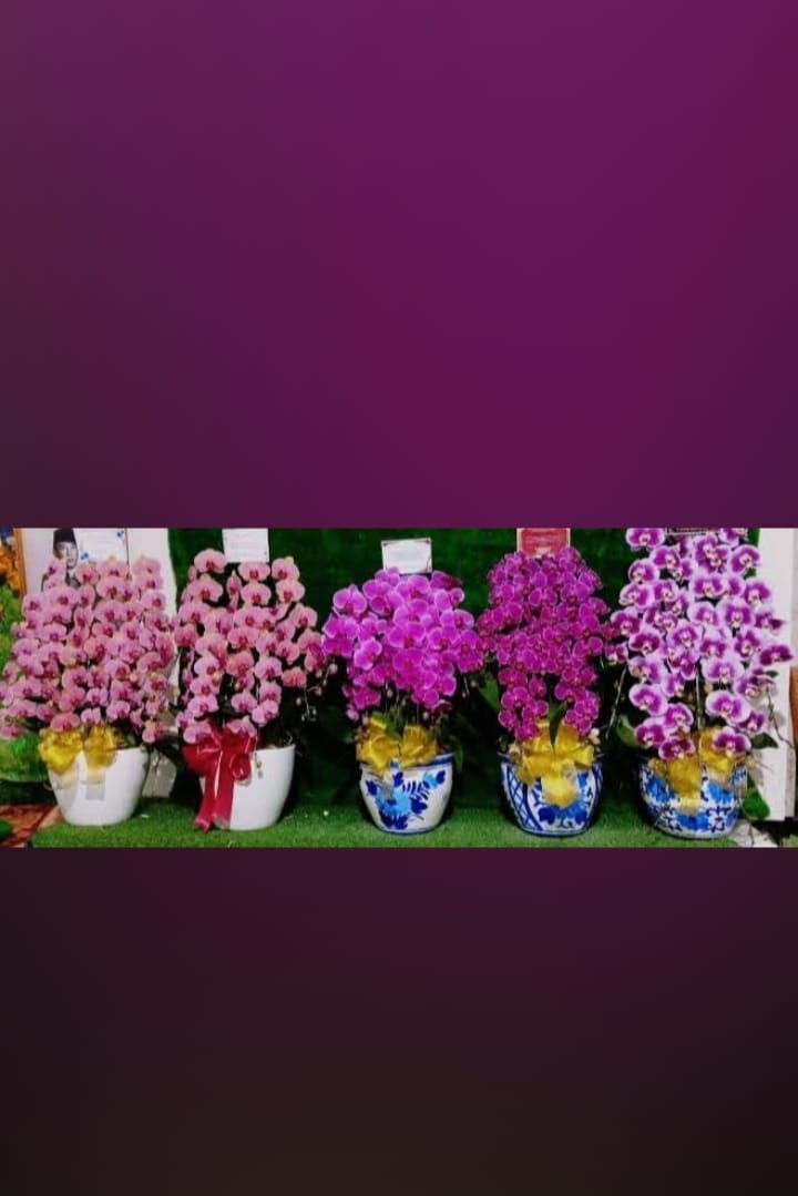 Rangkaian Anggrek Premium